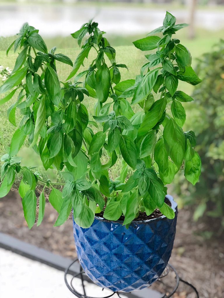 Fresh Basil